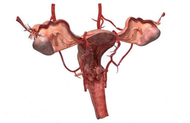 razões para o desenvolvimento de veias varicosas da pequena pelve