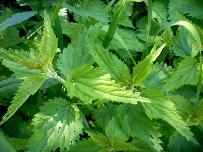 A urtiga é um remédio eficaz para o tratamento de varizes nos estágios iniciais